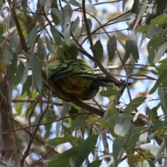 Polytelis swainsonii at Pialligo, ACT - 4 Jan 2022