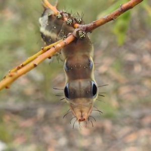 Neola semiaurata at Paddys River, ACT - 5 Jan 2022 01:48 PM