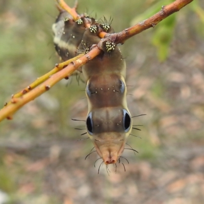Neola semiaurata (Wattle Notodontid Moth) at Bullen Range - 5 Jan 2022 by HelenCross
