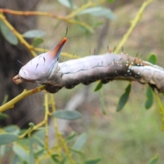 Neola semiaurata at Paddys River, ACT - 5 Jan 2022