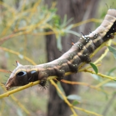 Neola semiaurata at Paddys River, ACT - 5 Jan 2022 01:48 PM