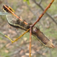 Neola semiaurata at Paddys River, ACT - 5 Jan 2022 01:48 PM