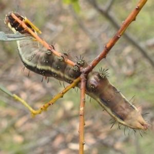 Neola semiaurata at Paddys River, ACT - 5 Jan 2022 01:48 PM