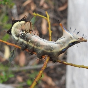 Neola semiaurata at Paddys River, ACT - 5 Jan 2022 01:48 PM