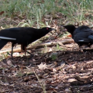 Corcorax melanorhamphos at Pialligo, ACT - 4 Jan 2022 01:12 PM