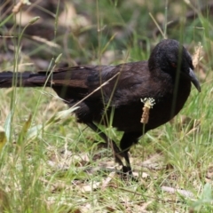 Corcorax melanorhamphos at Pialligo, ACT - 4 Jan 2022 01:12 PM