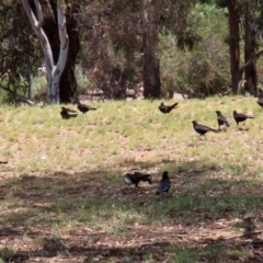 Corcorax melanorhamphos at Pialligo, ACT - 4 Jan 2022 01:12 PM