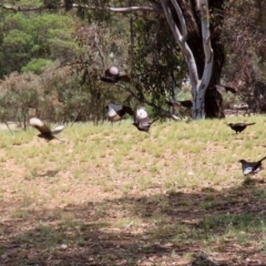 Corcorax melanorhamphos at Pialligo, ACT - 4 Jan 2022 01:12 PM