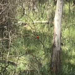 Petroica phoenicea (Flame Robin) at Cotter River, ACT - 28 Dec 2021 by Tapirlord