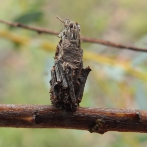 Psychidae (family) IMMATURE at Paddys River, ACT - 5 Jan 2022