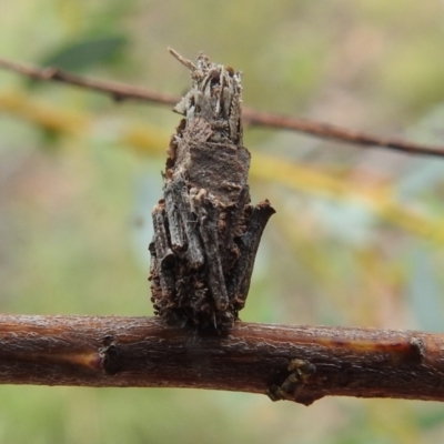 Psychidae (family) IMMATURE (Unidentified case moth or bagworm) at Bullen Range - 5 Jan 2022 by HelenCross
