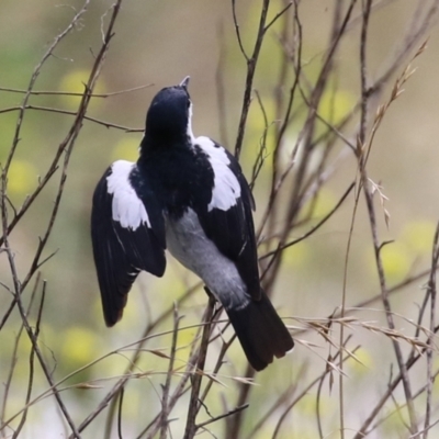 Lalage tricolor (White-winged Triller) at Pialligo, ACT - 4 Jan 2022 by RodDeb