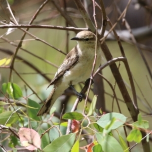 Lalage tricolor at Pialligo, ACT - 4 Jan 2022 11:51 AM