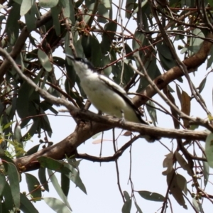 Lalage tricolor at Pialligo, ACT - 4 Jan 2022 11:51 AM