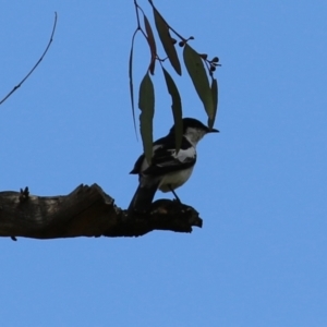 Lalage tricolor at Pialligo, ACT - 4 Jan 2022 11:51 AM