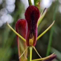 Cryptostylis hunteriana (Leafless Tongue Orchid) at Yerriyong, NSW - 5 Jan 2022 by RobG1