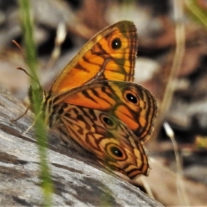 Geitoneura acantha at Paddys River, ACT - 5 Jan 2022 09:33 AM