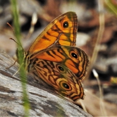 Geitoneura acantha (Ringed Xenica) at Paddys River, ACT - 5 Jan 2022 by JohnBundock