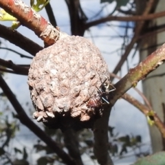 Apiomorpha strombylosa (A gall inducing scale insect) at Bullen Range - 5 Jan 2022 by HelenCross