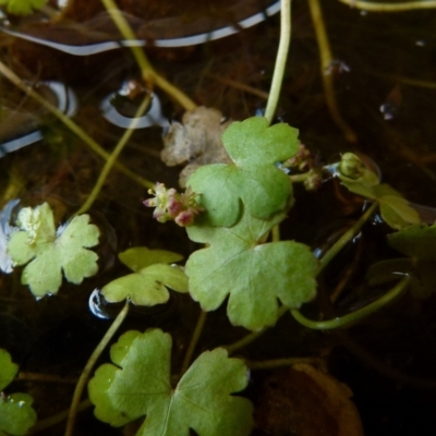 Hydrocotyle sibthorpioides (A Pennywort) at Boro, NSW - 4 Jan 2022 by Paul4K