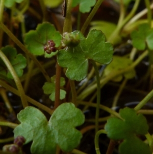 Hydrocotyle sibthorpioides at Boro, NSW - 4 Jan 2022