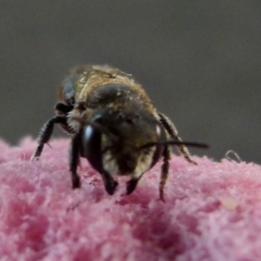 Apis mellifera at Queanbeyan, NSW - 5 Jan 2022