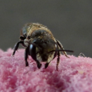 Apis mellifera at Queanbeyan, NSW - 5 Jan 2022