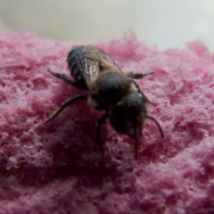 Apis mellifera at Queanbeyan, NSW - 5 Jan 2022