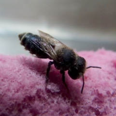 Apis mellifera at Queanbeyan, NSW - 5 Jan 2022