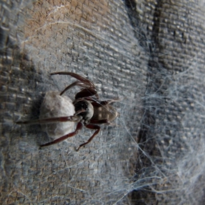 Lampona sp. (genus) (White-tailed spider) at Queanbeyan, NSW - 4 Jan 2022 by Paul4K