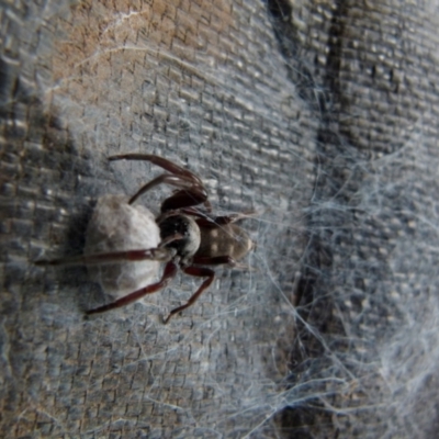 Lampona sp. (genus) (White-tailed spider) at Queanbeyan, NSW - 5 Jan 2022 by Paul4K