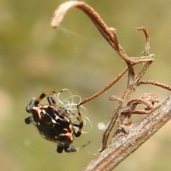 Austracantha minax (Christmas Spider, Jewel Spider) at Bullen Range - 5 Jan 2022 by HelenCross