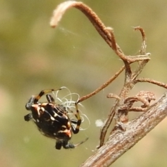 Austracantha minax (Christmas Spider, Jewel Spider) at Paddys River, ACT - 5 Jan 2022 by HelenCross