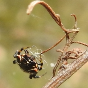 Austracantha minax at Paddys River, ACT - 5 Jan 2022 02:17 PM