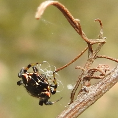 Austracantha minax (Christmas Spider, Jewel Spider) at Bullen Range - 5 Jan 2022 by HelenCross