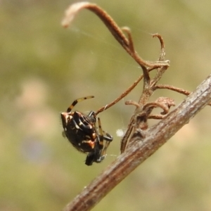 Austracantha minax at Paddys River, ACT - 5 Jan 2022