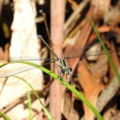 Austroargiolestes icteromelas (Common Flatwing) at Paddys River, ACT - 5 Jan 2022 by JohnBundock