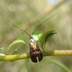Nemophora sparsella (An Adelid Moth) at Paddys River, ACT - 5 Jan 2022 by HelenCross