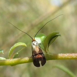 Nemophora sparsella at Paddys River, ACT - 5 Jan 2022