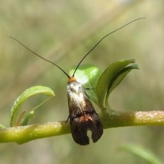 Nemophora sparsella at Paddys River, ACT - 5 Jan 2022