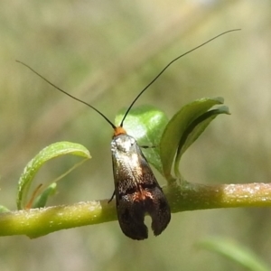 Nemophora sparsella at Paddys River, ACT - 5 Jan 2022 02:27 PM