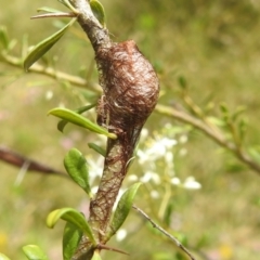 Austracantha minax at Paddys River, ACT - 5 Jan 2022