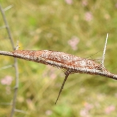 Austracantha minax at Paddys River, ACT - 5 Jan 2022