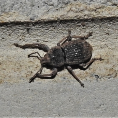 Polyphrades sp. (Weevil) at Tidbinbilla Nature Reserve - 5 Jan 2022 by JohnBundock