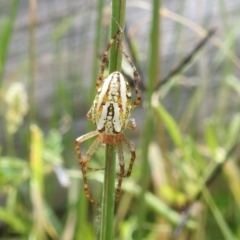 Plebs bradleyi (Enamelled spider) at Paddys River, ACT - 5 Jan 2022 by HelenCross