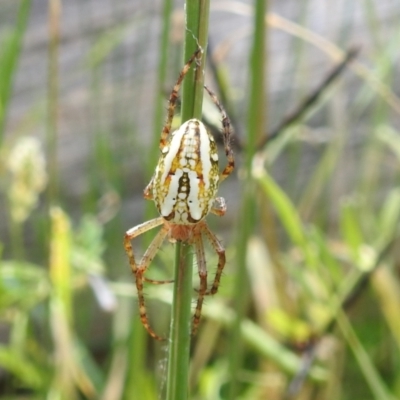 Plebs bradleyi (Enamelled spider) at Bullen Range - 5 Jan 2022 by HelenCross