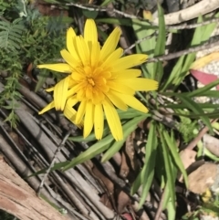 Microseris lanceolata (Yam Daisy) at Cotter River, ACT - 28 Dec 2021 by Tapirlord