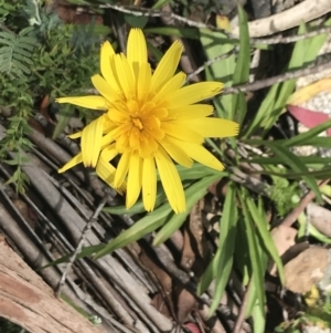 Microseris lanceolata at Cotter River, ACT - 28 Dec 2021 11:10 AM