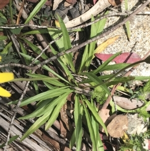 Microseris lanceolata at Cotter River, ACT - 28 Dec 2021 11:10 AM