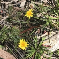 Microseris lanceolata at Cotter River, ACT - 28 Dec 2021 11:10 AM